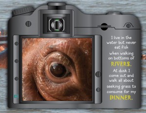 Hippo eye_sept10-25